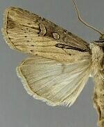 Agrotis antica