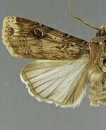 Agrotis apicalis