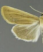 Copablepharon michiganensis