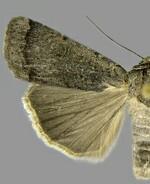 Abagrotis petalama