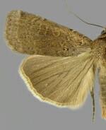 Abagrotis alampeta