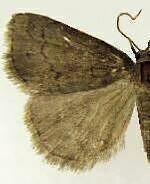 Idia terrebralis