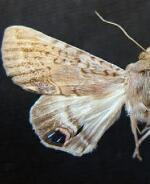 Litoprosopus hatuey