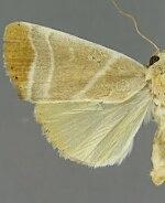 Bagisara albicosta