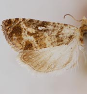 Paralobesia exasperana