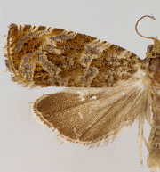 Olethreutes rusticanum