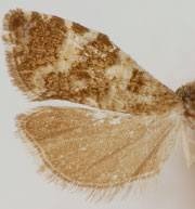 Phiaris nordeggana