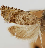 Pammene paula