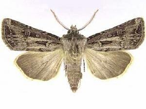 Agrotis kingi