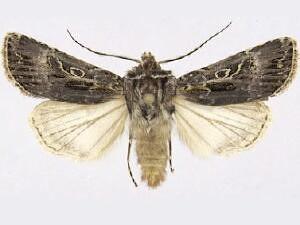 Agrotis gravis