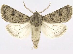 Agrotis rileyana