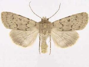 Rhyacia quadrangula