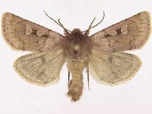 Xestia okakensis