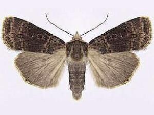 Abagrotis baueri