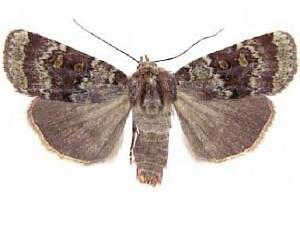 Abagrotis pulchrata