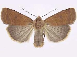 Abagrotis dickeli