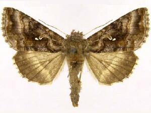 Autographa buraetica