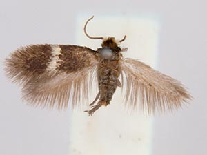 Ectoedemia occultella