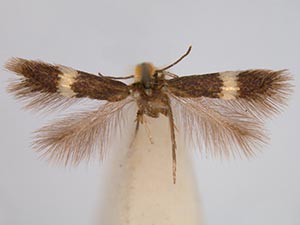 Stigmella centifoliella