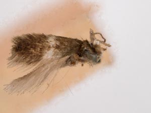 Ectoedemia minimella