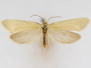 Greya enchrysa