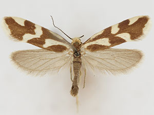 Greya variabilis