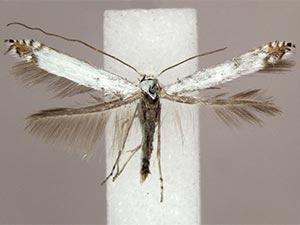 Lyonetia candida