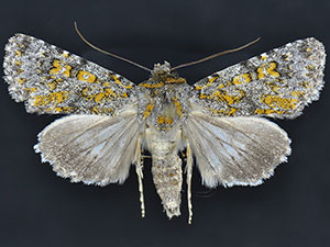 Sympistis poliafascies