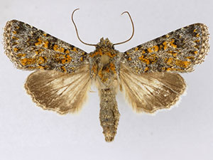 Sympistis poliafascies