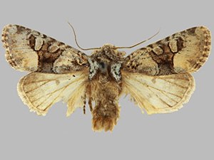 Lacinipolia olivacea