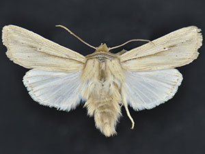 Leucania humidicola