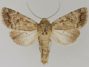 Nudorthodes texana