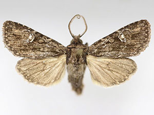 Tricholita knudsoni