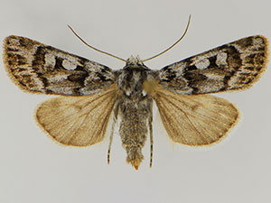 Euxoa churchillensis