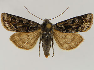 Euxoa churchillensis