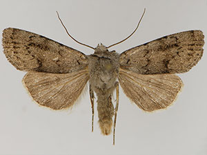 Euxoa macleani