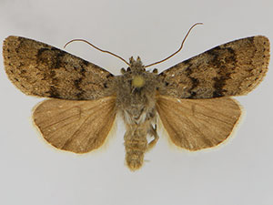 Euxoa macleani