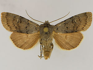 Euxoa macleani