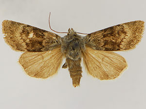 Euxoa apopsis