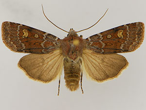 Euxoa chimoensis