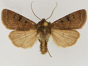 Euxoa lewisi