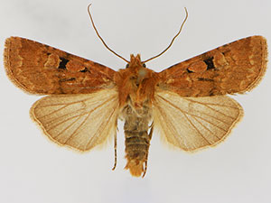 Euxoa lewisi