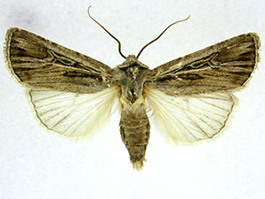 Euxoa atristrigata