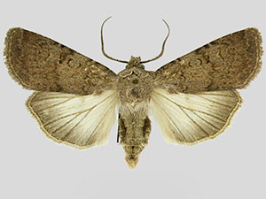 Euxoa luctuosa