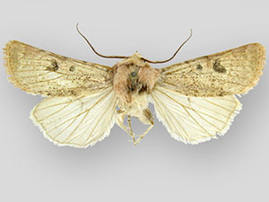 Euxoa siccata