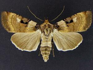 Richia herculeana