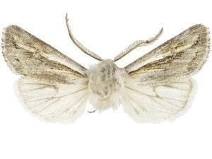 Protogygia whitesandsensis