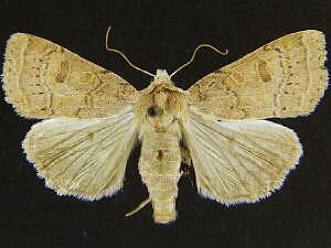 Abagrotis alcandola