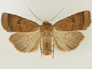 Abagrotis placida