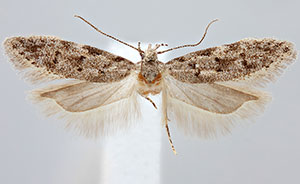 Pseudotelphusa landryi